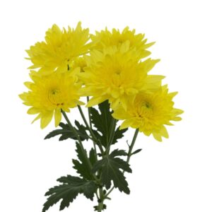 Chrysanthème Jaune