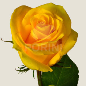 Rose Jaune
