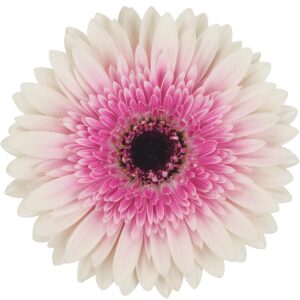 Gerbera Bi-Fuschia