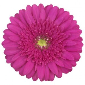 Gerbera Fuschia