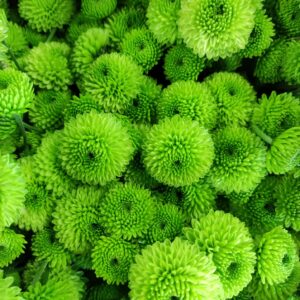Chrysanthème Vert