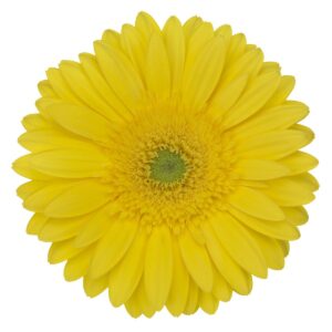 Gerbera Jaune