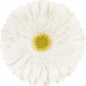Gerbera Blanc