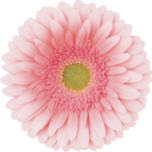 Gerbera Rose