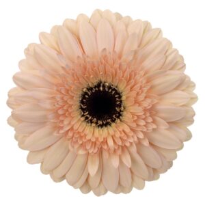 Gerbera Saumon