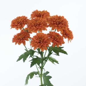 Chrysanthème Orange