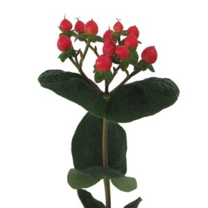Hypéricum Rouge