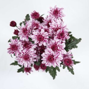 Chrysanthème Fuschia