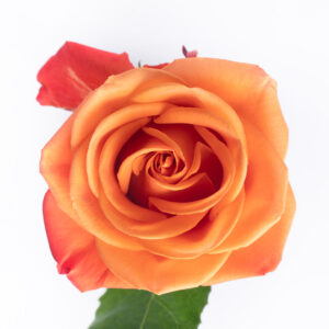 Rose Orange