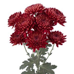 Chrysanthème Rouge