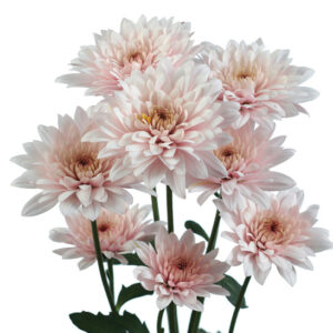 Chrysanthème Saumon