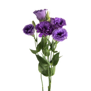 Lisianthus Mauve