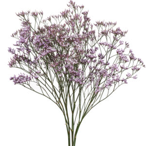 Limonium Rose