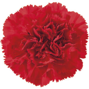 Oeillet Rouge