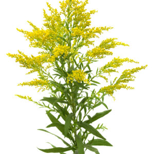 Solidago
